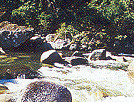 Mossman Gorge