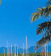 The Marina at Port Douglas