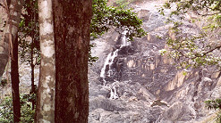 Waterfall in the Rain Forest
