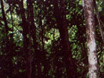 The dark heart of the Rain Forest