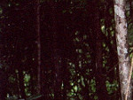 The dark heart of the Rain Forest