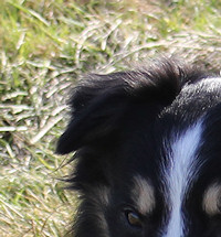 9 year old Teddy's stunning head