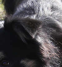 9 year old Teddy's stunning head