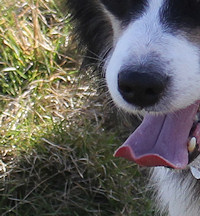 9 year old Teddy's stunning head