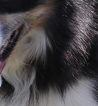 9 year old Teddy's stunning head