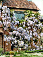 Wisteria on Nash's House