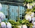 Wisteria on Nash's House