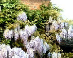Wisteria on Nash's House