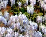 Wisteria on Nash's House