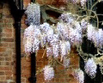 Wisteria on Nash's House