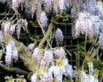 Wisteria on Nash's House