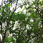 Riverside culvert