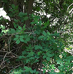 Riverside culvert