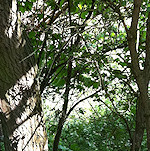 Riverside culvert