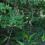Riverside culvert