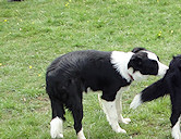 Cello & brother Ruban, with mother Folly leaving the scene!