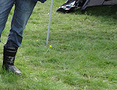 Cello & brother Ruban, with mother Folly leaving the scene!