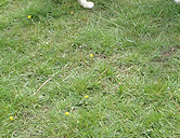 Cello & brother Ruban, with mother Folly leaving the scene!