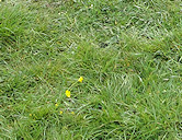 Cello & brother Ruban, with mother Folly leaving the scene!