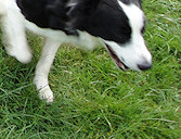 Cello & brother Ruban, with mother Folly leaving the scene!