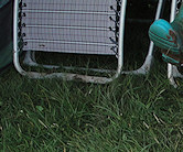 Smartie & nephew Teaser