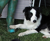 Smartie & nephew Teaser