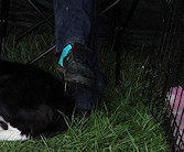 Smartie & nephew Teaser