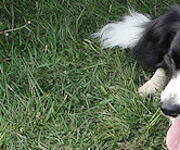 Smartie & nephew Teaser