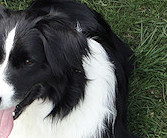 Smartie & nephew Teaser