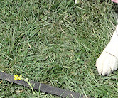 Smartie & nephew Teaser