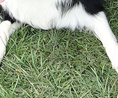 Smartie & nephew Teaser