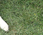 Smartie & nephew Teaser