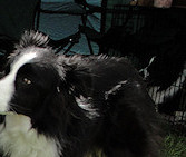 Star & Honorary Darian Trix