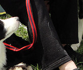 Star & Honorary Darian Trix