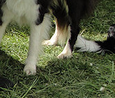 Star & Honorary Darian Trix