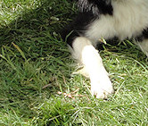 Star & Honorary Darian Trix