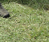 Star & Honorary Darian Trix