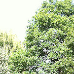 The Colin P Witter lock