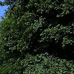 The Colin P Witter lock