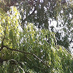 View from the Colin P Witter lock