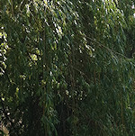 View from the Colin P Witter lock